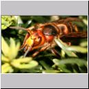 Vespa crabro - Hornisse 13.jpg